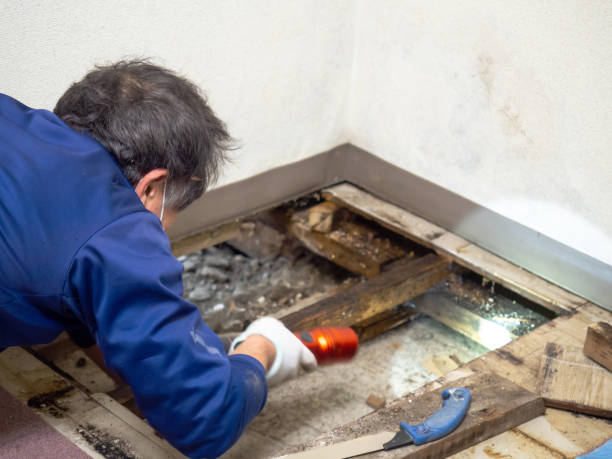 Best Mold Removal Specialists  in Mapleton, UT