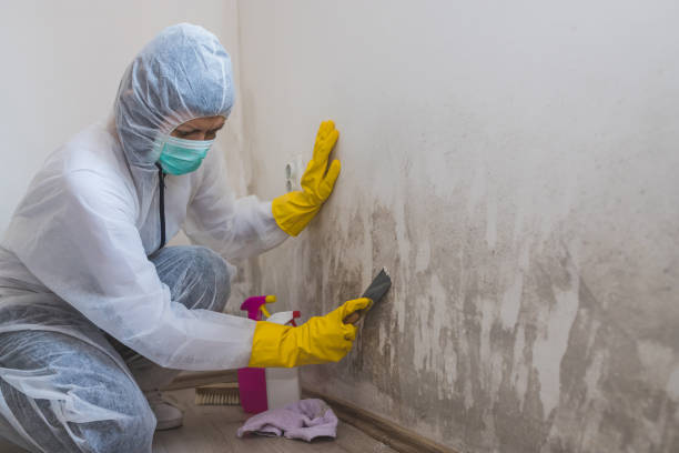 Best Residential Mold Removal  in Mapleton, UT