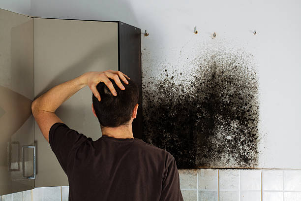 Best Mold Removal Company Near Me  in Mapleton, UT